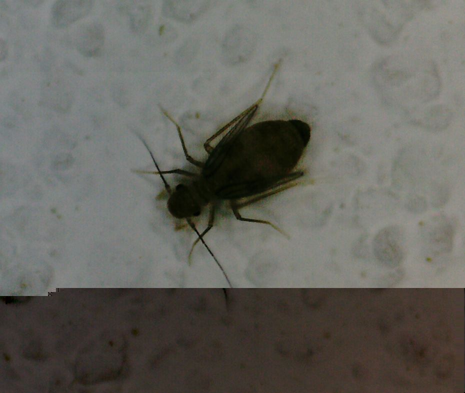 Größe ca. 1,5 mm