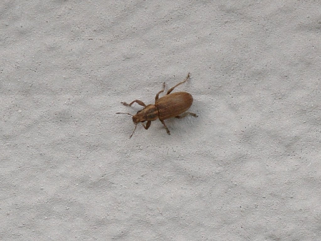 Käfer.jpg