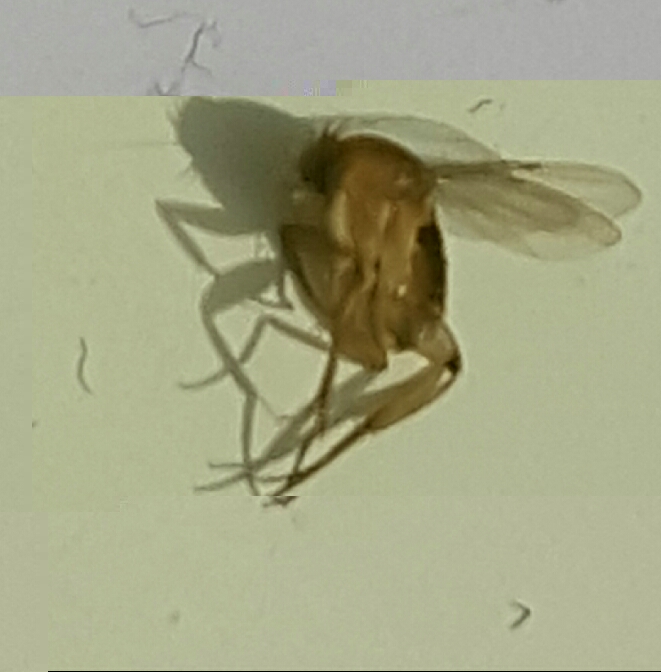 Eine tote auf der Fensterbank
