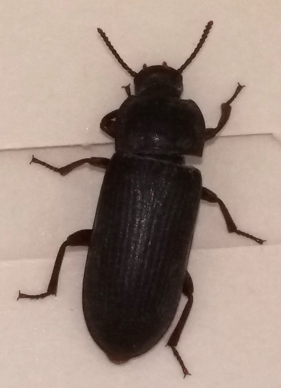 schwarzer Käfer