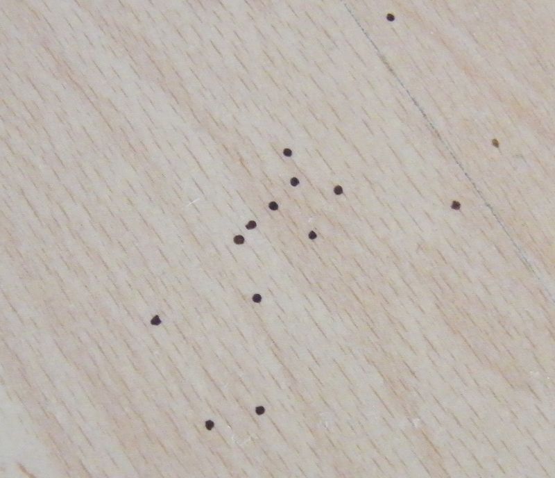 Schädlingsspuren: Gruppen dunkler Punkte 1 mm