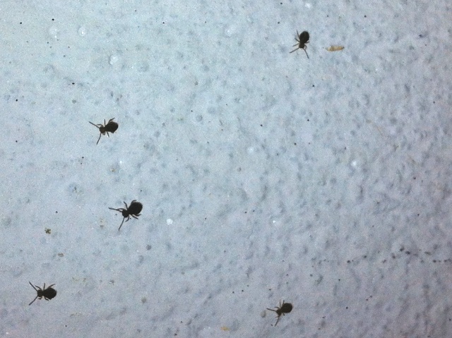Das sind sie